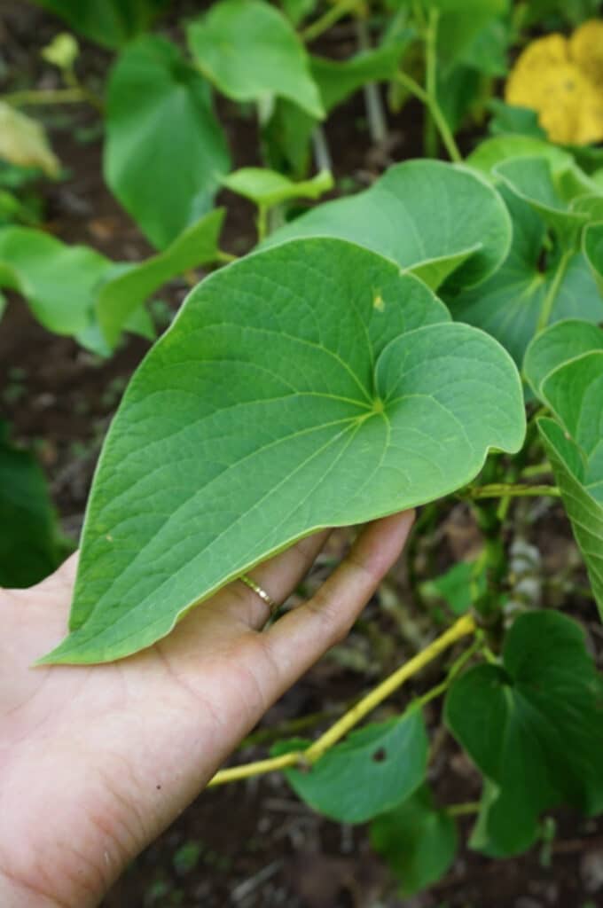 What is kava kava leaf
