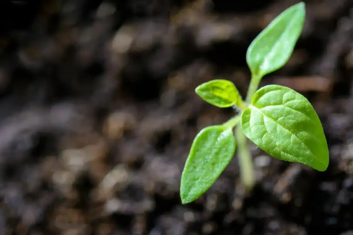 what is tudei kava